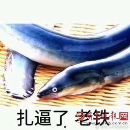 花椒女主播用黄鳝,网络直播的道德边界与监管挑战